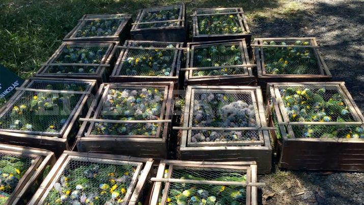 Rescatan maacutes de 500 loros que eran llevados desde Santiago