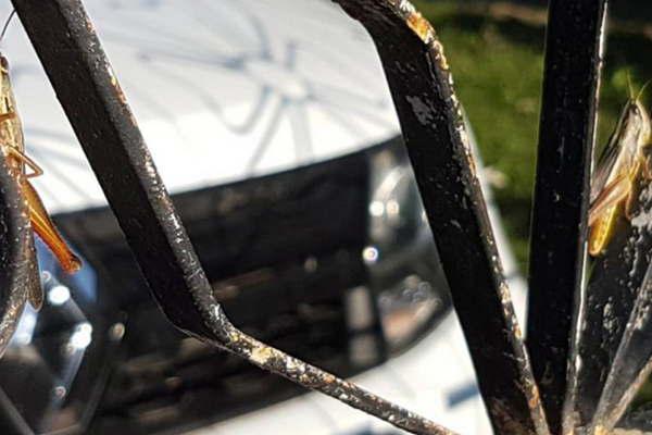 Una invasioacuten de langostas sorprendioacute a los frienses y preocupoacute a los productores