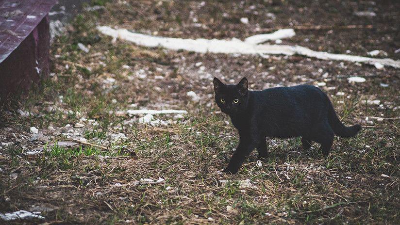 Viral- Una gata negra aterroriza a dos zorros aacuterticos