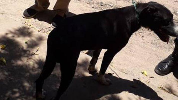 Conmovedor- Duke el perrito maltratado empezaraacute una nueva vida