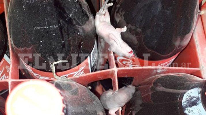 Preocupación por la aparición de crías de ratas en cajones de gaseosas