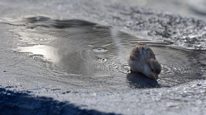 En Santiago la sensacioacuten teacutermica superoacute los 45 grados