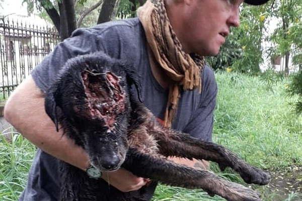 Desalmado le partioacute la cabeza a su perro con un adoquiacuten y lo abandonoacute