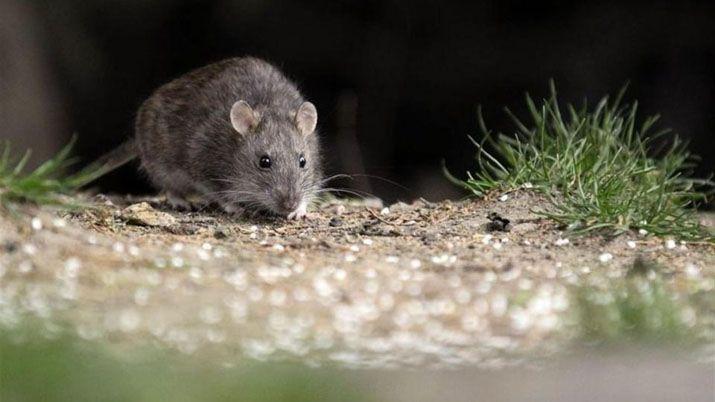 Hantavirus- se confirmoacute un nuevo caso y ya suman 32