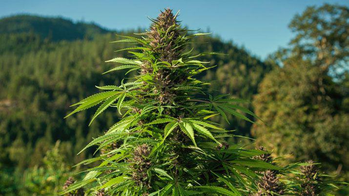 La OMS propone retirar el Cannabis del listado de Drogas Peligrosas