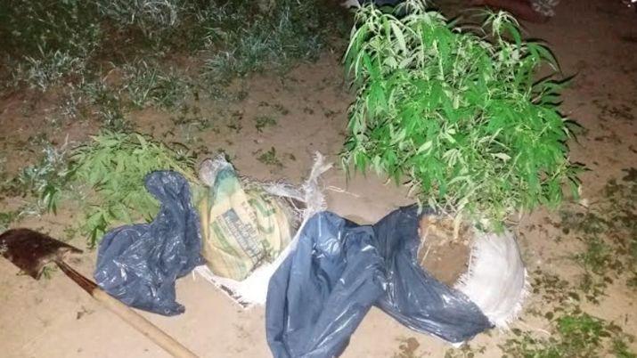 Detienen a tres joacutevenes del centro con plantas de marihuana