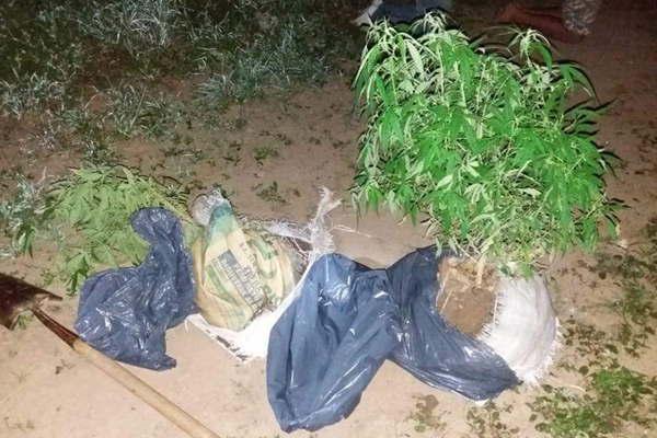 Los descubren plantando marihuana en el monte a 200 metros de la Ruta 9