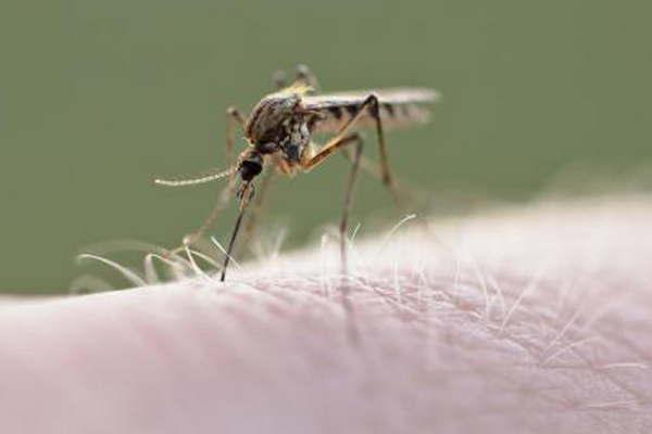 Brindan consejos para prevenir el dengue  zika y  chikunguntildea