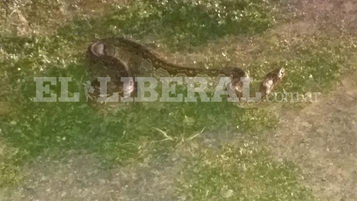 Una lampalagua de dos metros aparecioacute en el patio de una vivienda