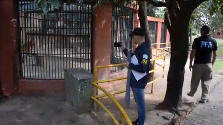 VIDEO  La Policiacutea Federal constatoacute el estado de los animales del zoo