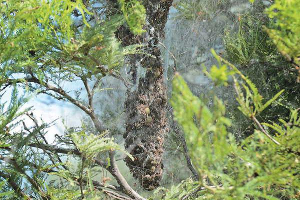 Sorpresa y estupor por la proliferacioacuten de arantildeas carniacutevoras en el interior santiaguentildeo