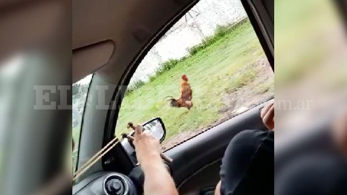 VIDEO Un grupo de joacutevenes se graboacute matando gallinas por diversioacuten