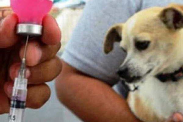 Sigue la campantildea de desparasitacioacuten de perros y gatos