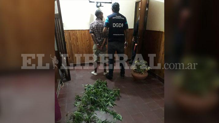 Caminaba con una planta de marihuana y terminoacute detenido