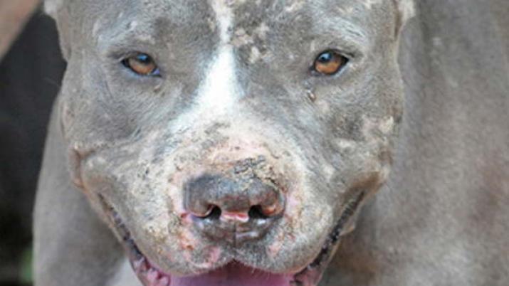 Ingresaron a la casa del presidente del Concejo y fueron atacados por un Pitbull