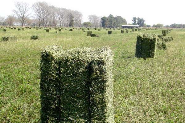 Inversioacuten privada proyecta  exportar alfalfa santiaguentildea  a Dubai y Emiratos Aacuterabes