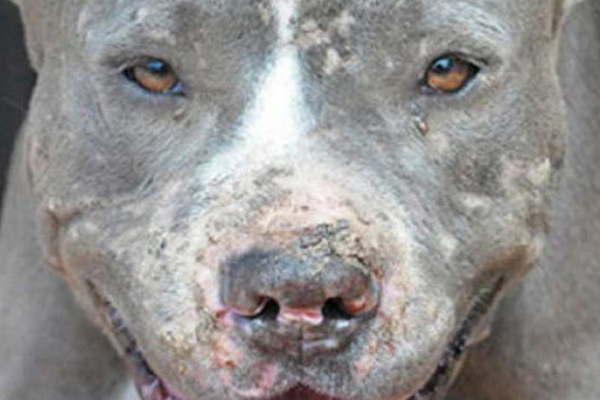 Pitbull evitoacute un roboacute en  la casa del presidente  del HCD de Antildeatuya