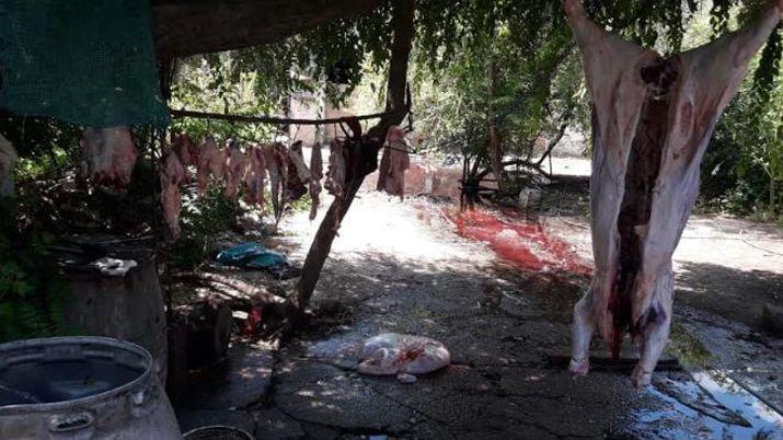 Descubren faena clandestina de animales vacunos