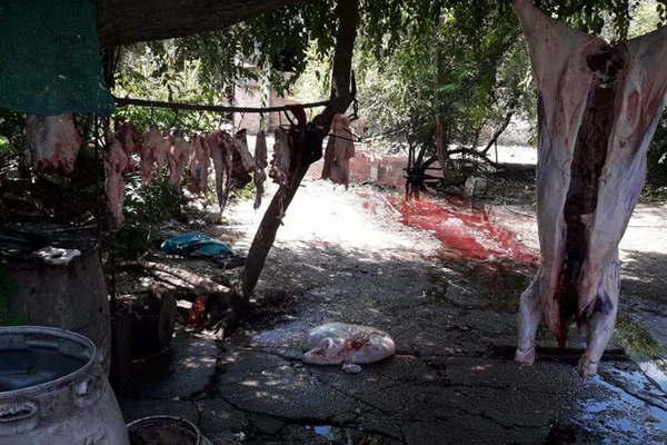 Fuerte control oficial para evitar la faena clandestina