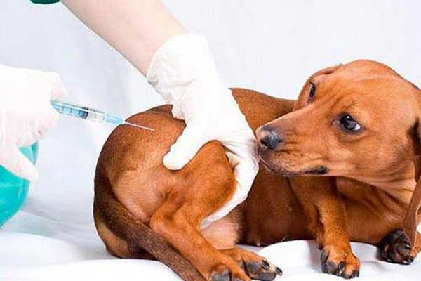 Habraacute campantildea de vacunacioacuten antirraacutebica en el barrio Reconquista