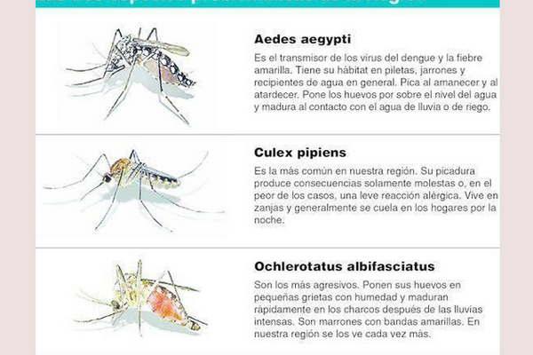 El incremento de mosquitos en Santiago genera temor por las lesiones que dejan sus picaduras