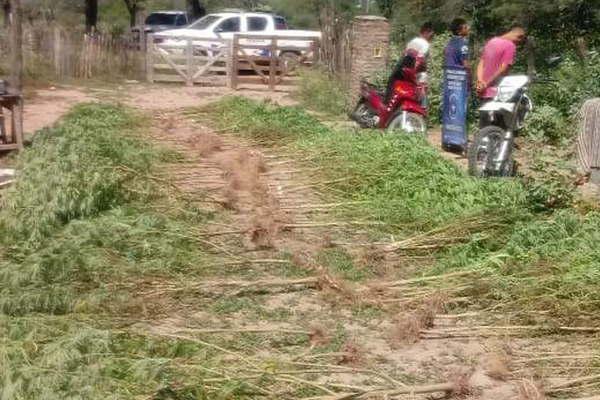Un policiacutea federal exonerado teniacutea un jardiacuten con maacutes de 75 plantas de cannabis en el patio