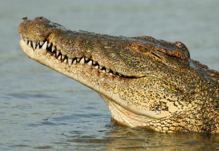 Increiacuteble- Descubrieron cocodrilos naranjas en Estados Unidos