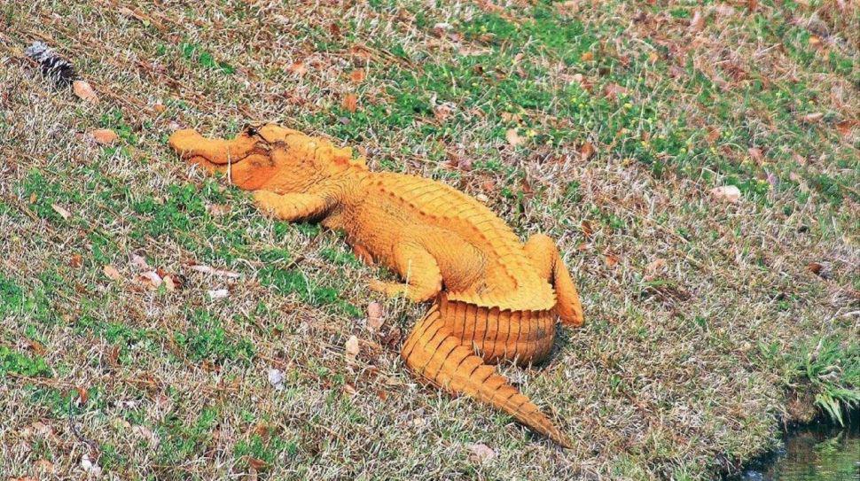 Increiacuteble- Descubrieron cocodrilos naranjas en Estados Unidos