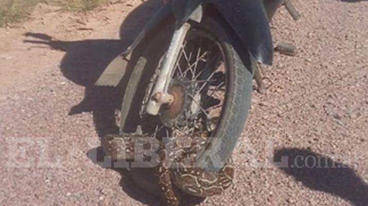 Antildeatuya- encontroacute una lampalagua enroscada en la rueda de su moto