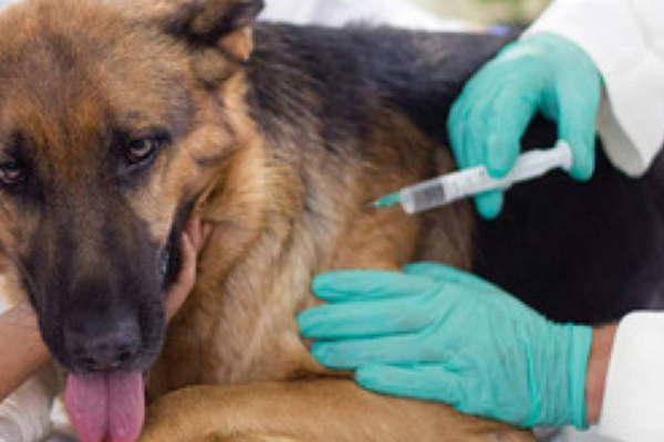 Hoy habraacute campantildea de vacunacioacuten antirraacutebica en el barrio Reconquista