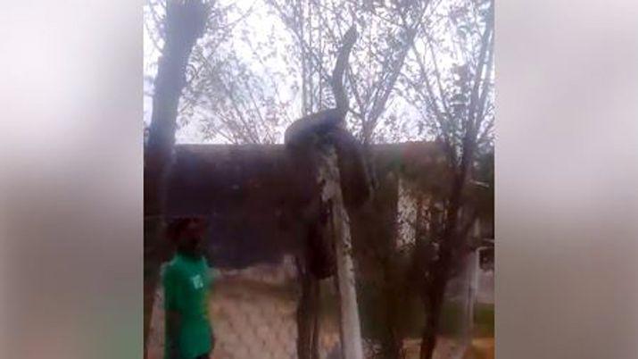 VIDEO  Encontraron una enorme lampalagua cuando limpiaban