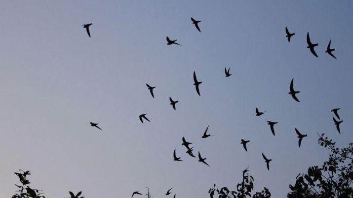 VIDEO Golondrinas atrapadas en el hospital Independencia
