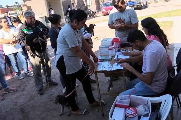 Este jueves retorna el plan de vacunacioacuten antirraacutebica gratuita para perros y gatos