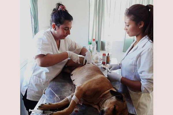 Se realizoacute un nuevo operativo de castracioacuten de animales caninos
