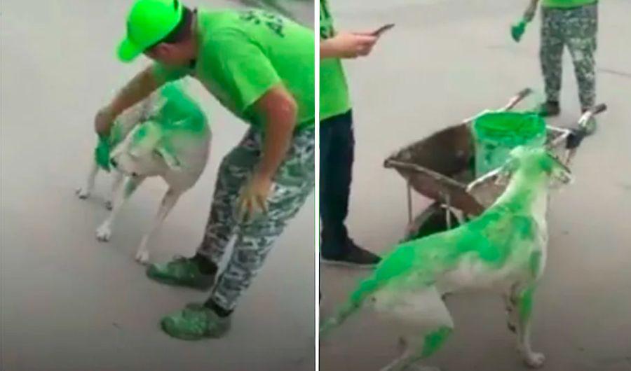 VIDEO  Haciacutean campantildea para un candidato y pintaron a un perro de verde