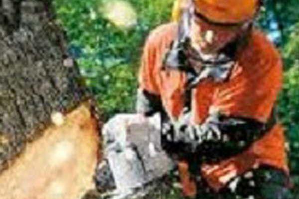 Dictaraacuten curso Higiene y seguridad en actividad forestoindustrial 