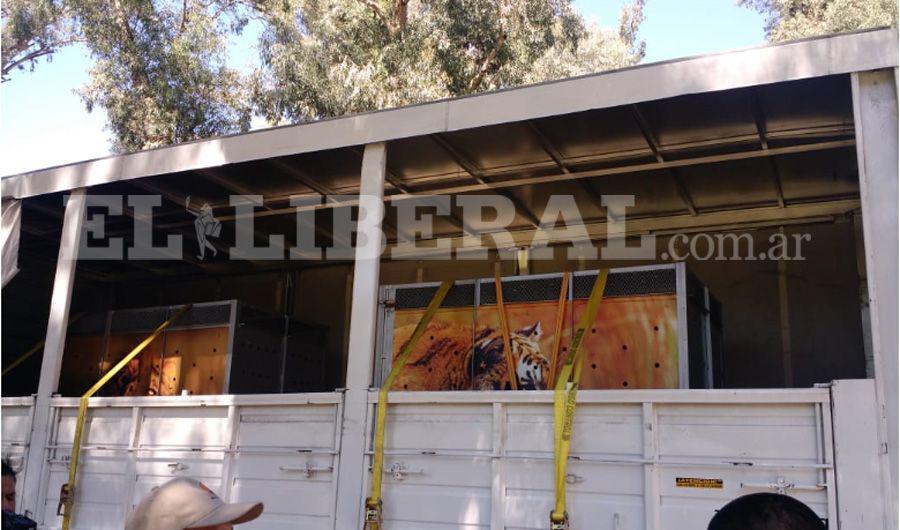 Conmovedor video  Trasladaron a dos felinos del exzooloacutegico santiaguentildeo