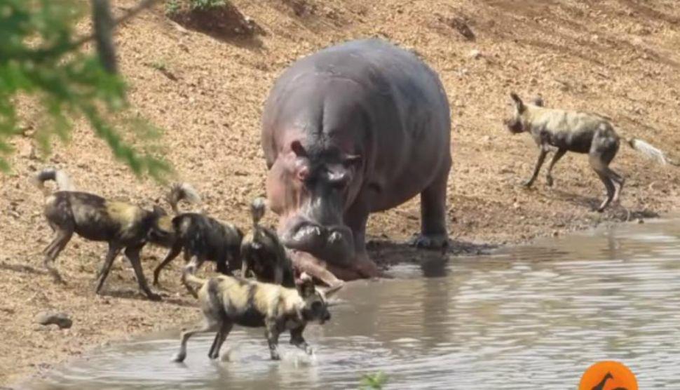 Un hipopoacutetamo enfrentoacute a una jauriacutea de perros salvajes para salvar la vida de un antiacutelope