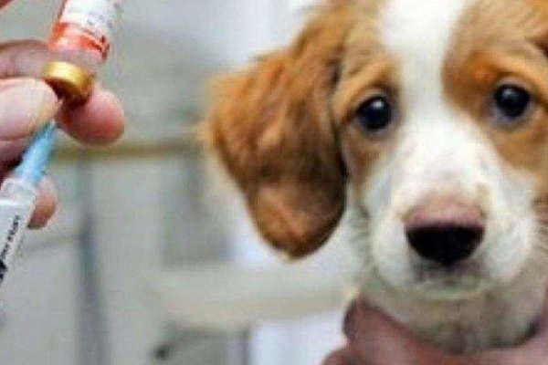 Hoy y mantildeana habraacute vacunacioacuten antirraacutebica en la UPA del barrio Smata