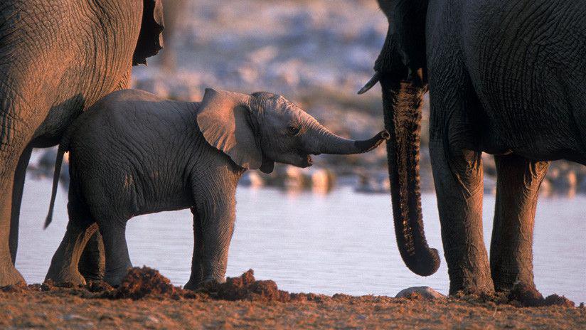 Filman un pequentildeo elefante rosa en Sudaacutefrica