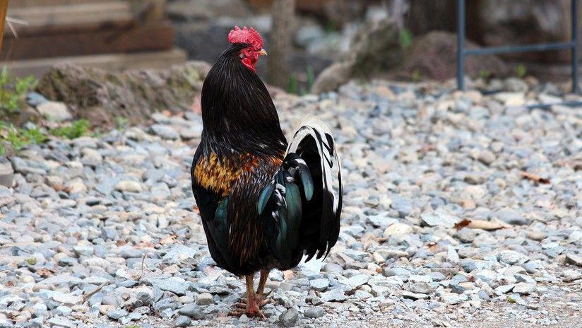 Insoacutelito- Gallinas mataron a picotazos a un zorro