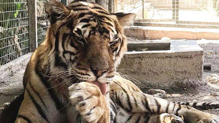 Melena y Tika llegaron a Sudaacutefrica tras maacutes de 60 horas de vuelo