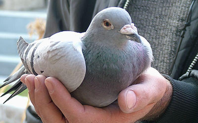 Insoacutelito- Pagaron maacutes de un milloacuten de doacutelares por una paloma mensajera