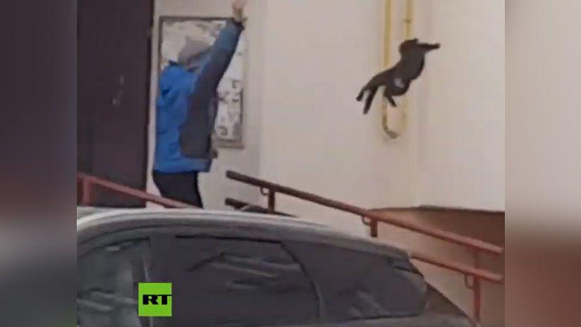 Viral- Una rusa utilizoacute un gato para ahuyentar a un alce salvaje