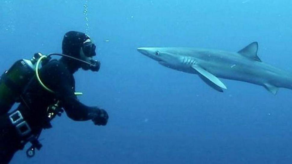 El beso de un tiburoacuten a un buzo es furor en Instagram