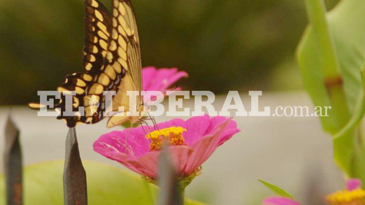 Las mariposas disfrutan de las �ltimas flores de la temporada en Loreto