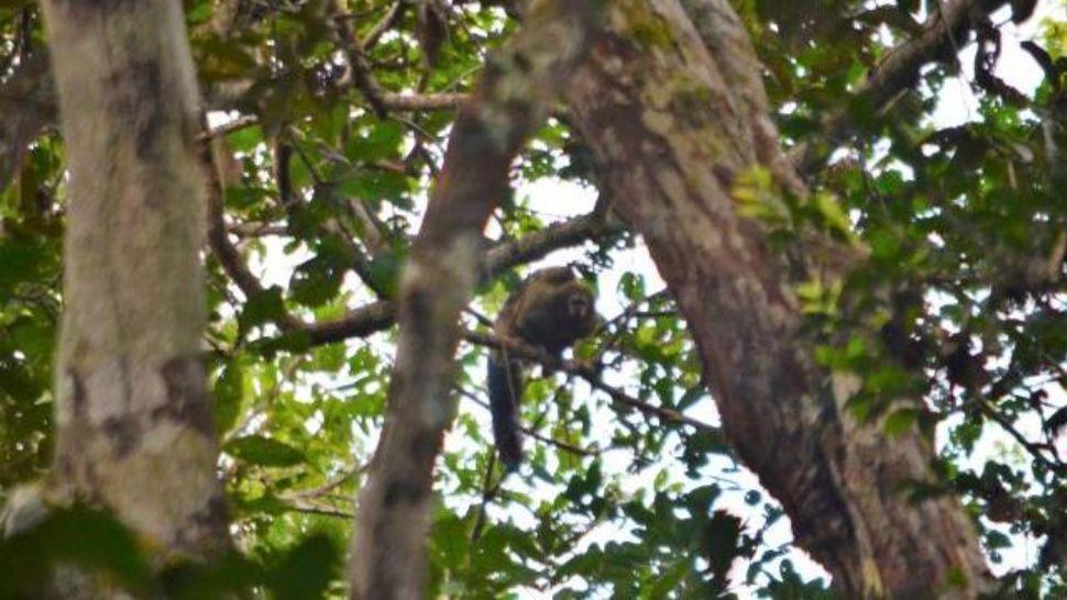La foto de un mono musculoso es furor en las redes
