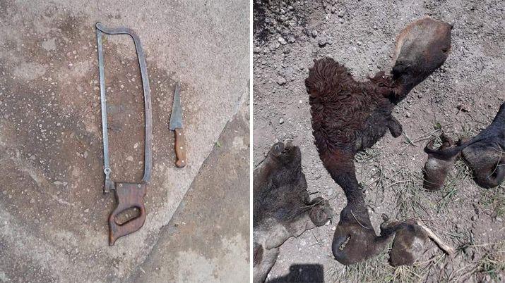 Hermanos detenidos por faenar y vender un ternero robado