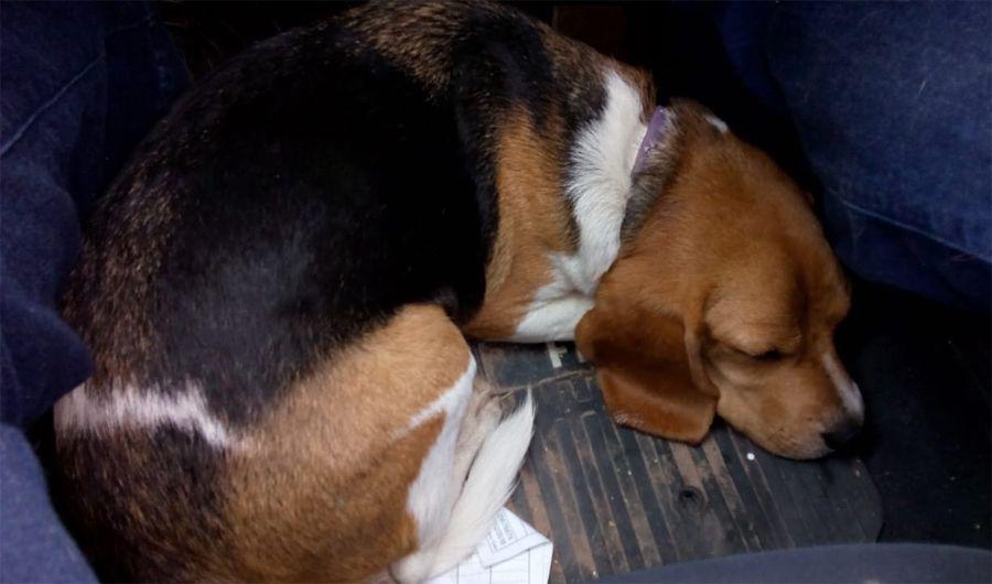 Se necesita ubicar a los duentildeos de esta cachorra Beagle