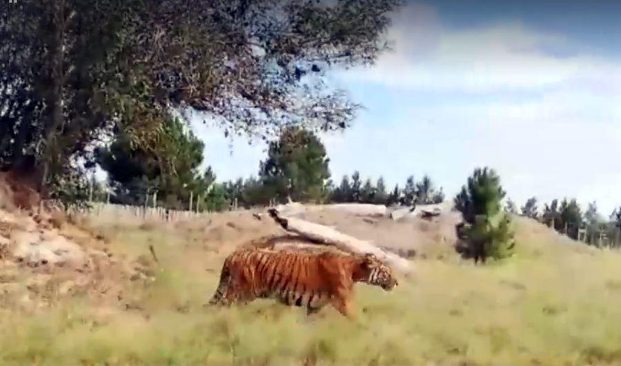 Tuna disfruta de su nuevo haacutebitat en Sudaacutefrica